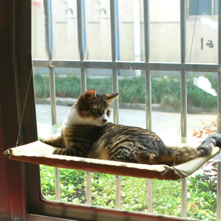 Sunny Window Escape